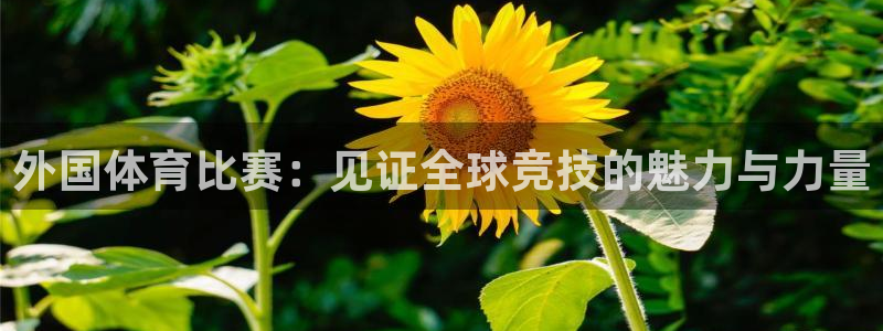 山东三牛：外国体育比赛：见证全球竞技的魅力与力量